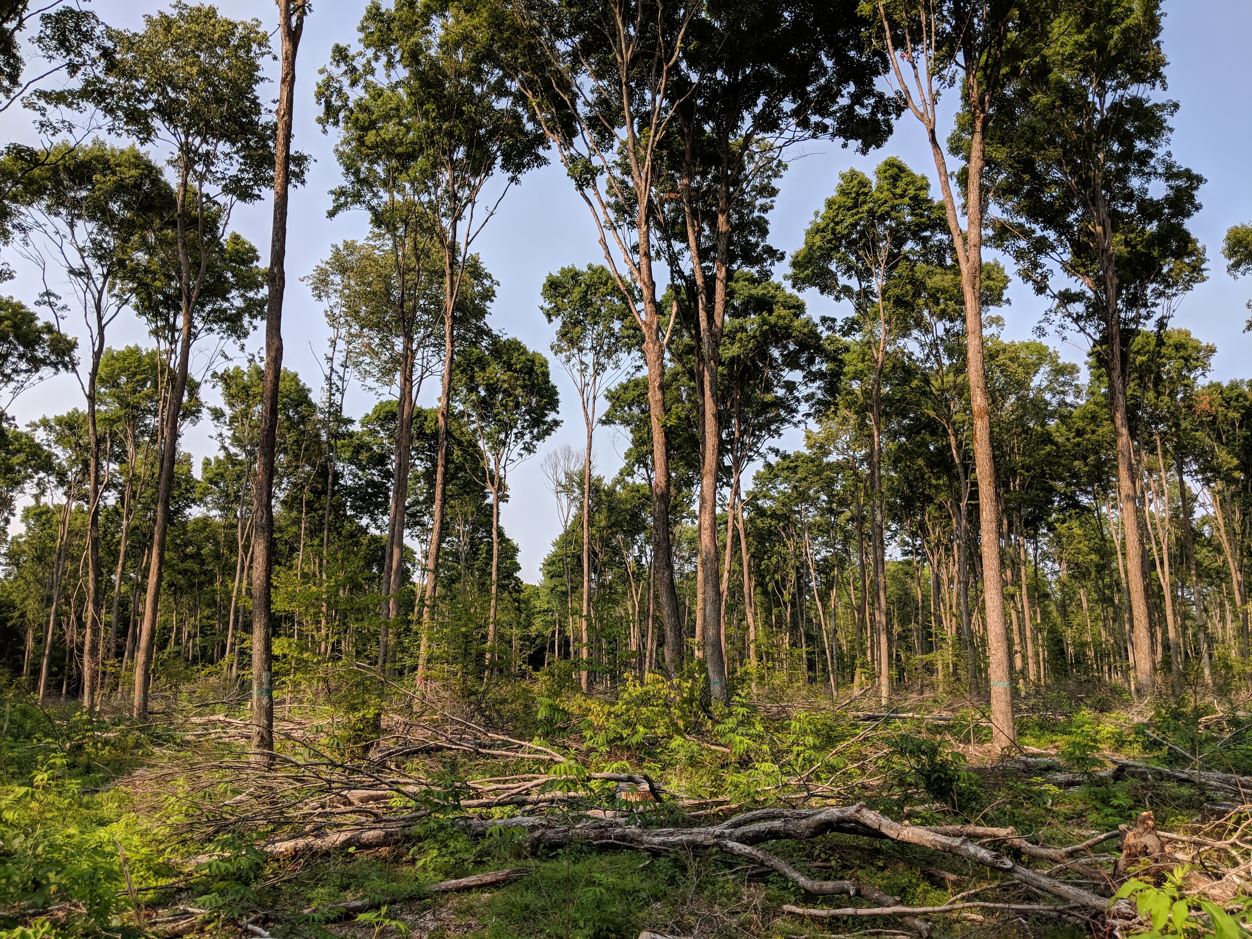 talll hardwood trees in a forest